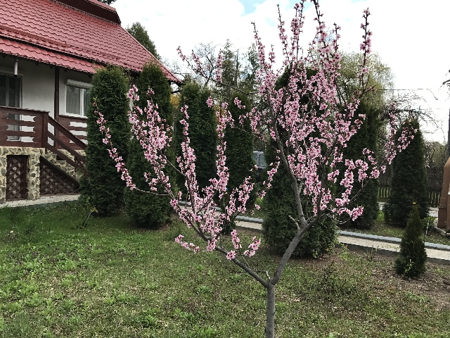 Casa de vacanta Botesti