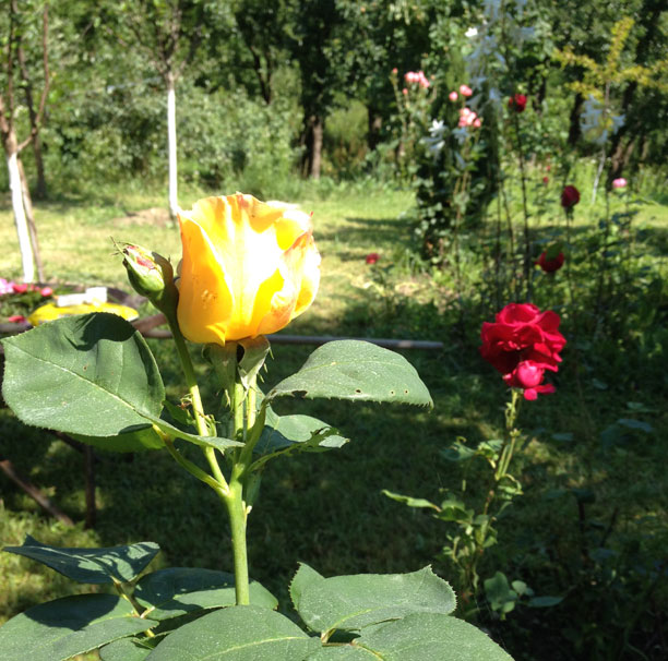 Particular, casa de vacanta sau gospodarie permanenta locatie superba